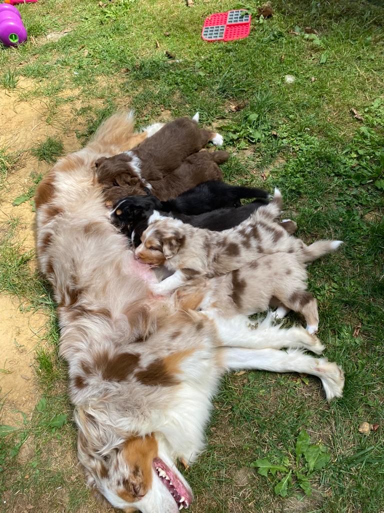 Les chiots grandissent 