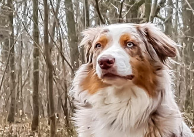 Suivi des chiots nés chez nous