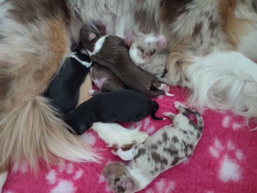 Chiot Berger Australien De Nemausus Austral
